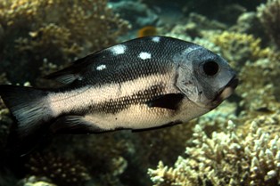 Macolor Niger